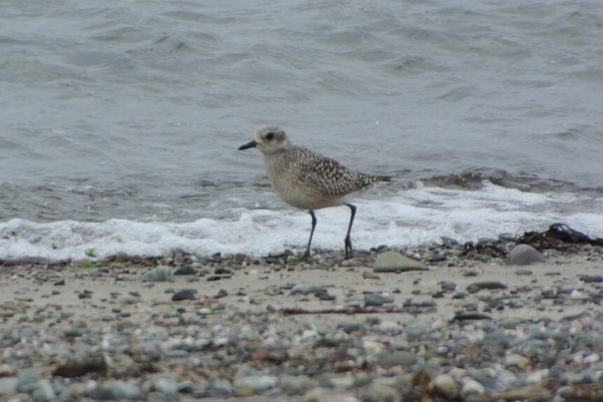 West Coast Today - Heritage - First grey plover spotted on Arran in ...