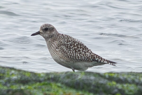 First grey plover spotted on Arran in five years