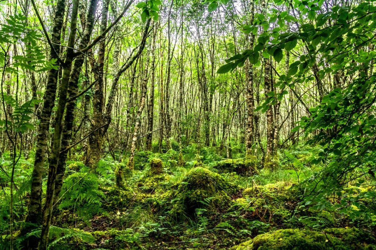 Rainforest restoration boost