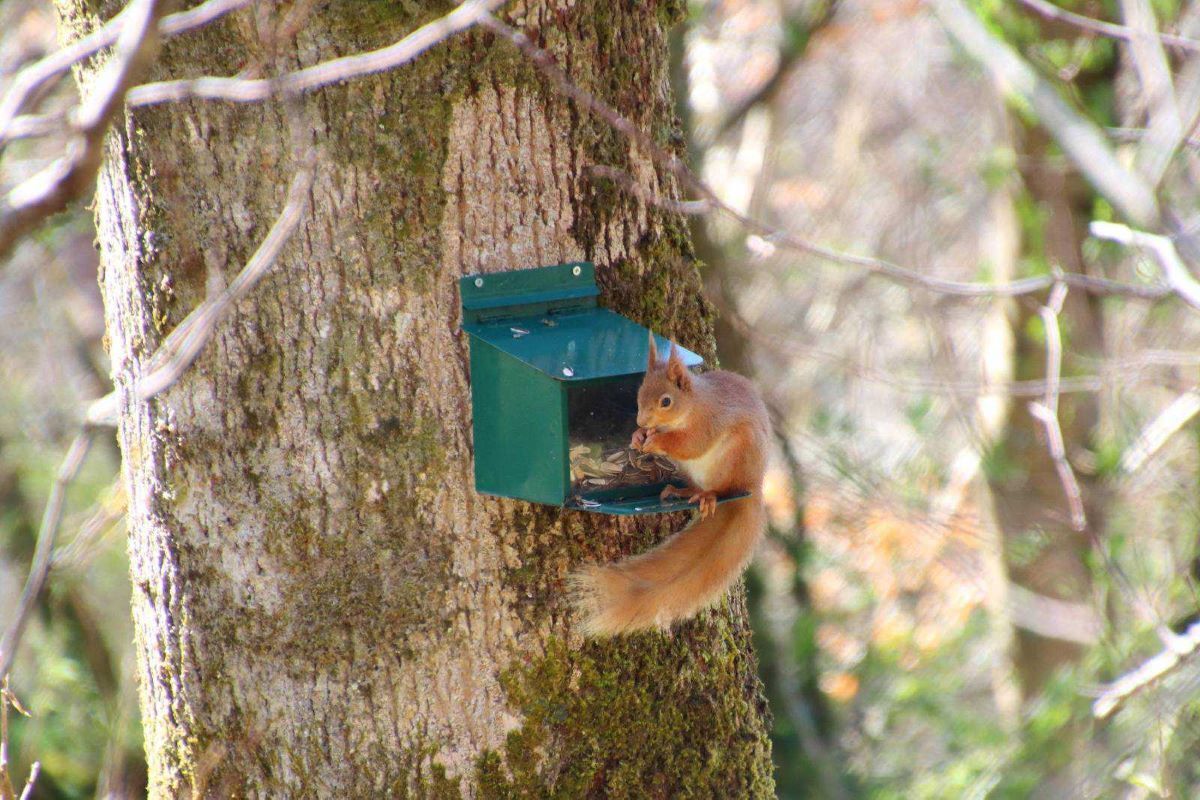 NO_T22_Leap_forward_for_red_squirrels_on_West_Coast_02_web.jpg