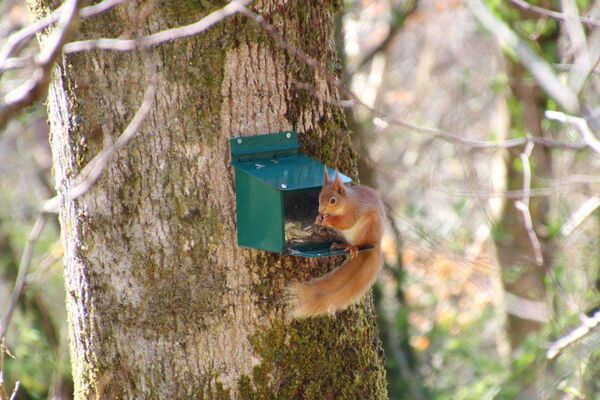 Leap forward for red squirrels on the West Coast