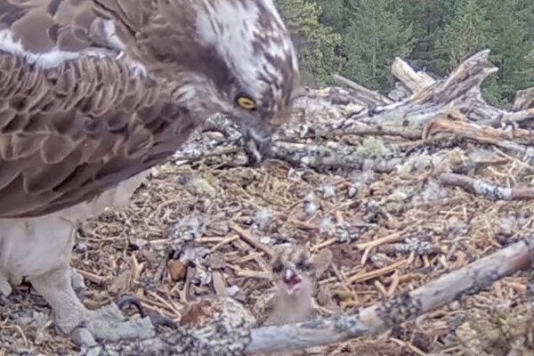 Arkaig’s “Avian Influencers” produce first chick of the year