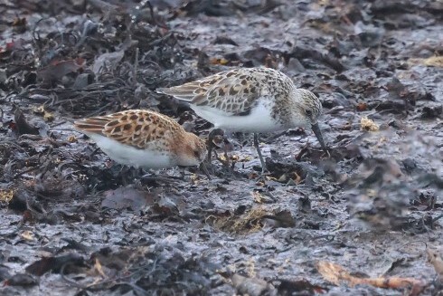 Little stint makes a welcome return after 22 years