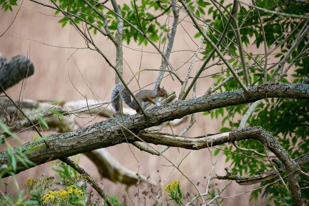 Request to report sightings of the invasive grey squirrel. Photograph: Keilidh Ewan.