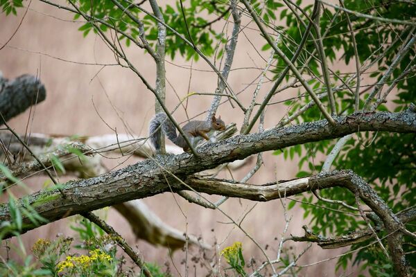 Sightings call after grey squirrel spotted on Isle of Seil