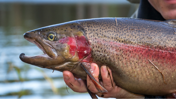 Canada facing ‘alarming’ drop in salmon output[affino1]