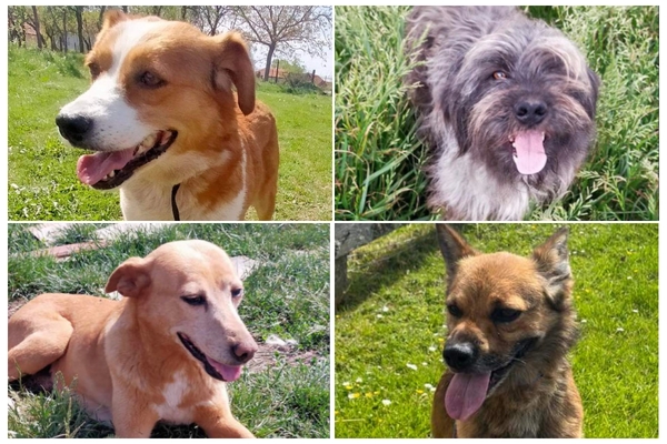 Walkers wanted: rescue dogs in Oban need help