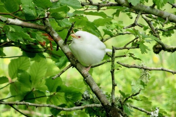 A rare sight: albino house sparrow at Clachaig