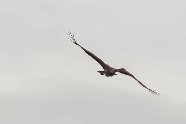 White-tailed Eagles on Mull shock experts