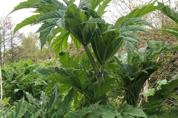 Looming threat of 'UK's most dangerous plant' 