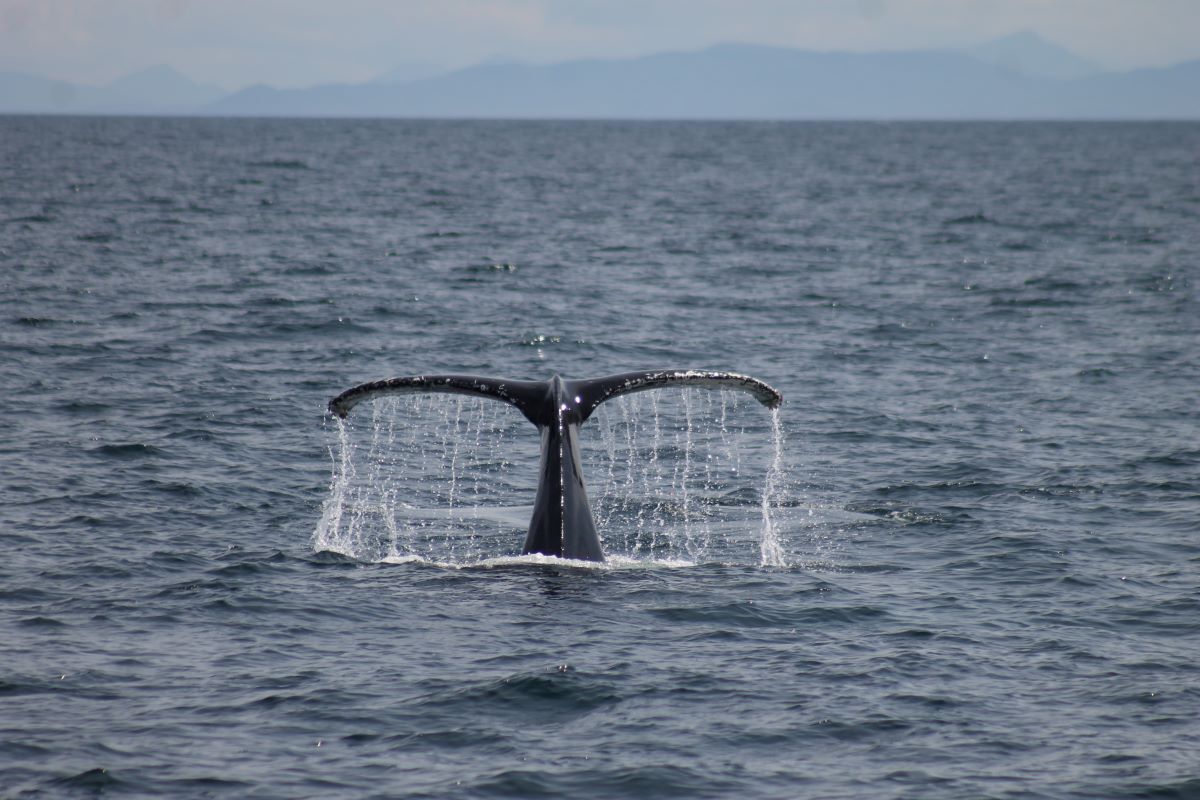 NO_T29_Humpback_sighting_off_Tiree_01_Barrett_Photograph_Hannah_Lightley_Hebrides_Cruises_Wildlife_Guide_web.JPG NO_T29_Humpback_sighting_off_Tiree_01_Barrett_Photograph_Hannah_Lightley_Hebrides_Cruises_Wildlife_Guide_web.JPG