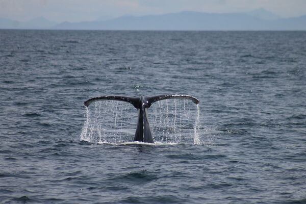 Rare double encounter with Scotland&rsquo;s newest humpback whale