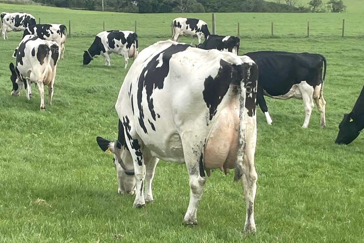 Kintyre cattle breeders reap rewards at joint herds competition