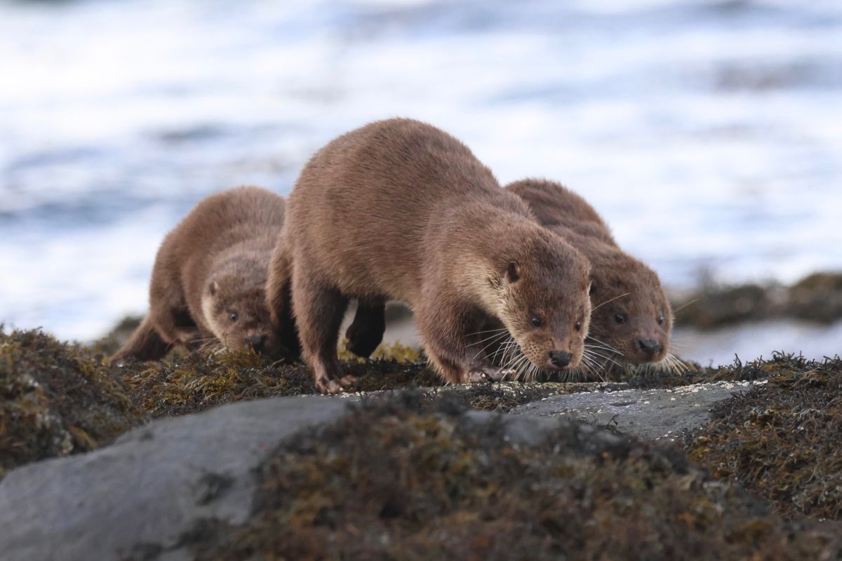 A mother and her two cubs, one of which recently died due to sibling competition. Photograph: Daniel Brooks