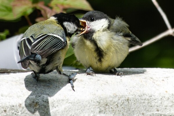 Young broods a sign of a successful breeding season