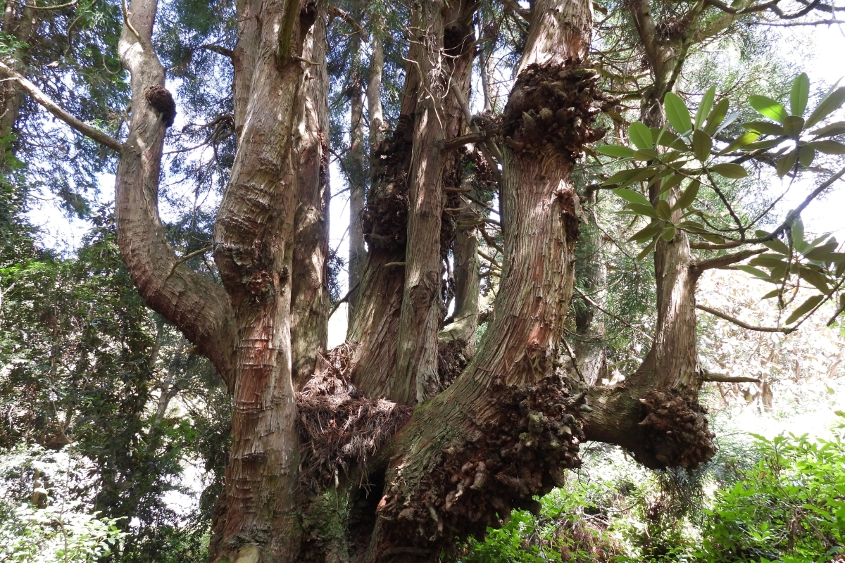 Champion trees hidden in Kilmory Gardens