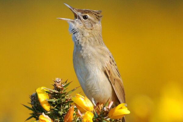 Arran bird recorder reveals his favourite bird identification app