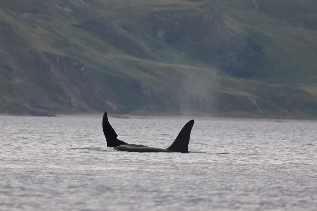 The Boys heading off together up the sound of Mull out into open waters. Photograph: Daniel Brooks