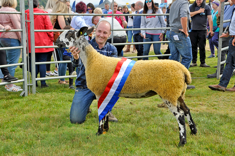 Nick Milton and his Bluefaced Leicester ewe, the 2023 Lorn Show champion of champions, and according to one judge: “The most correct sheep I have ever seen.”