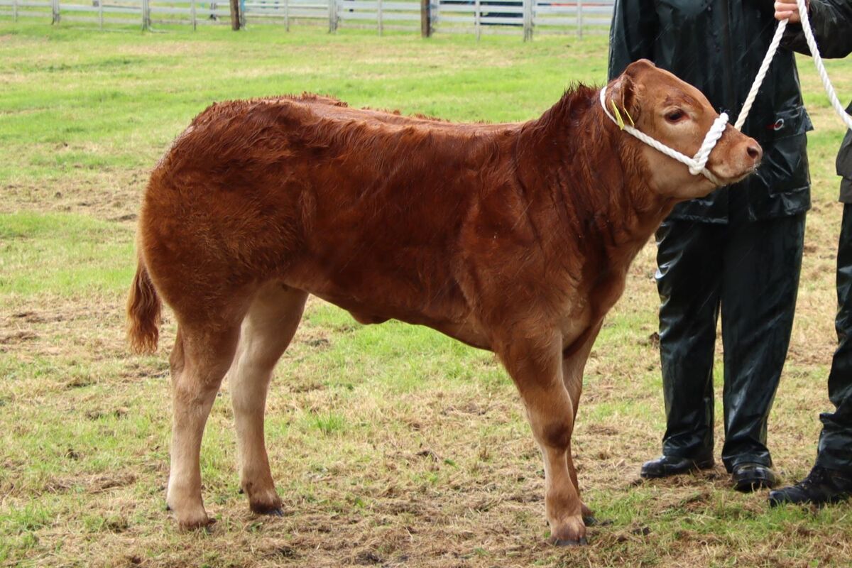 Dippen heifer is Kintyre show’s champion of champions