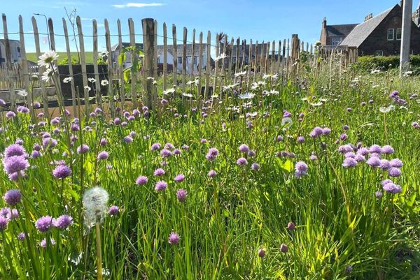 Help unearth Campbeltown’s urban hay meadows