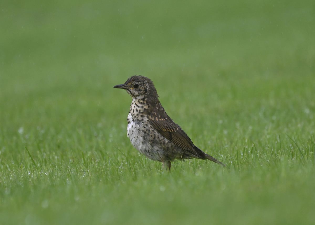 Song thrush have enjoyed a good breeding season on Arran. Photograph: Brian Couper.