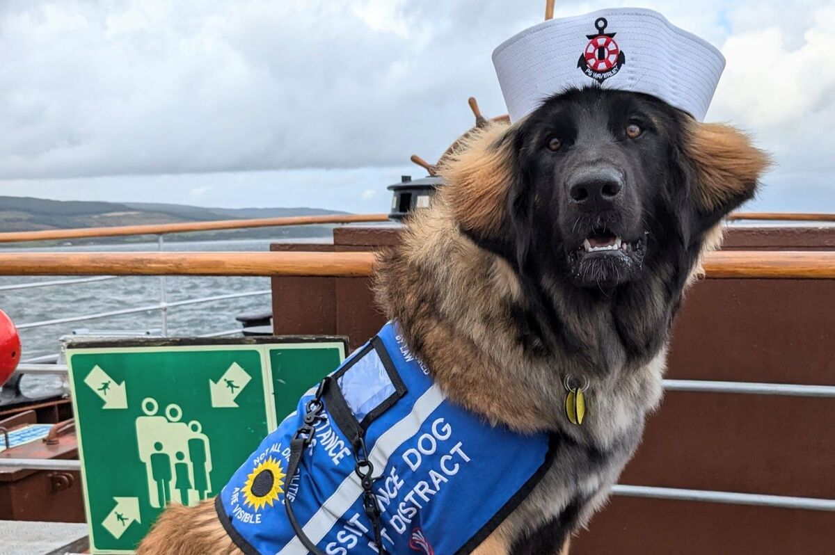 Photograph of the Week: This week’s photograph of seven-month-old Leonberger puppy Eve, sent to us by her breeder Elsa Macdougall, shows that it’s not only people who enjoy travelling on the PS Waverley. Photograph of the Week: This week’s photograph of seven-month-old Leonberger puppy Eve, sent to us by her breeder Elsa Macdougall, shows that it’s not only people who enjoy travelling on the PS Waverley.