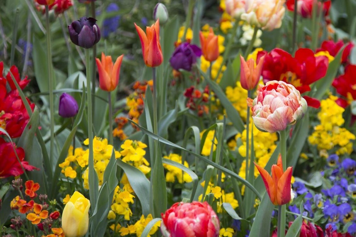 It's time to think about planting spring bulbs.