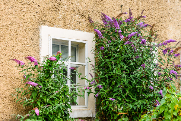 Buddleia outbreak in Oban: Should we be worried about it?