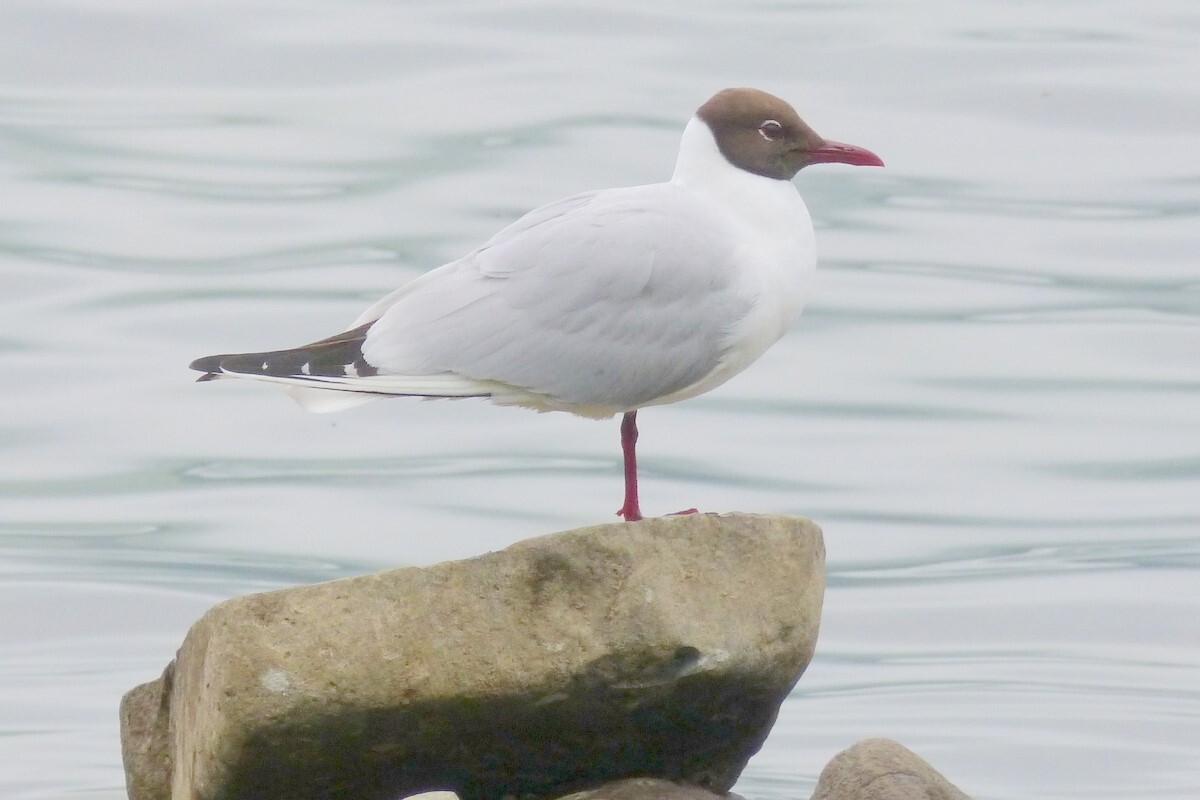 West Coast Today News Blackheaded Gull on Arran