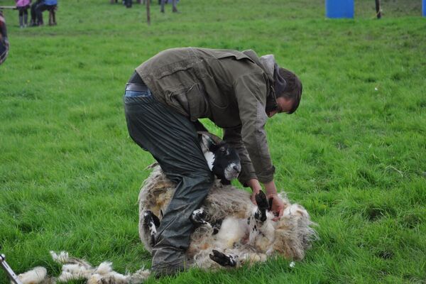 British Wool returns hit a 10-year high as prices rise across all types