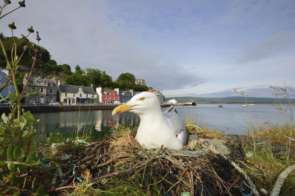 Seabirds face a bleak future without urgent action &nbsp;