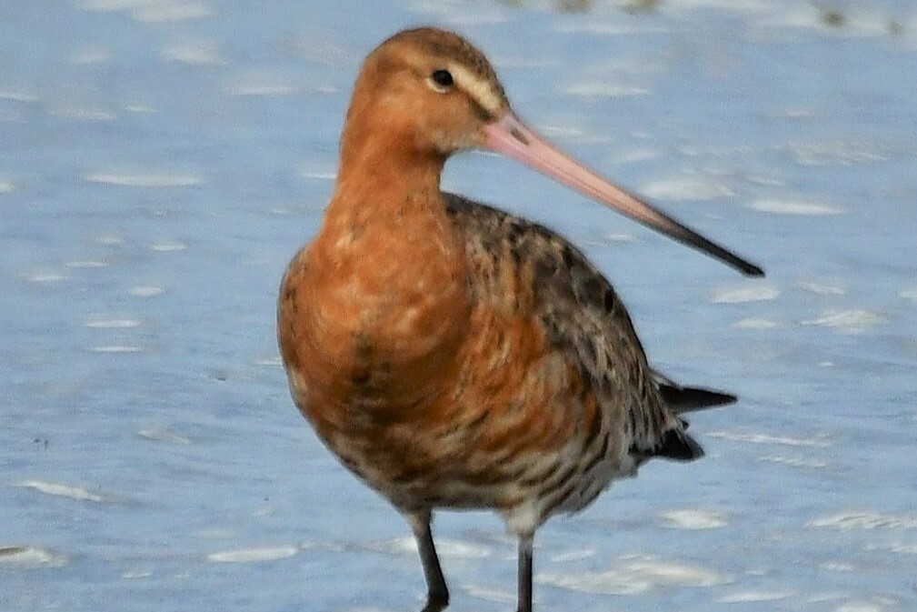 Black-tailed godwit. Photograph: Arthur Duncan. 