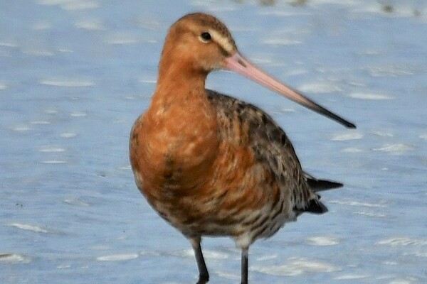 Signs of birds flocking together for September migration