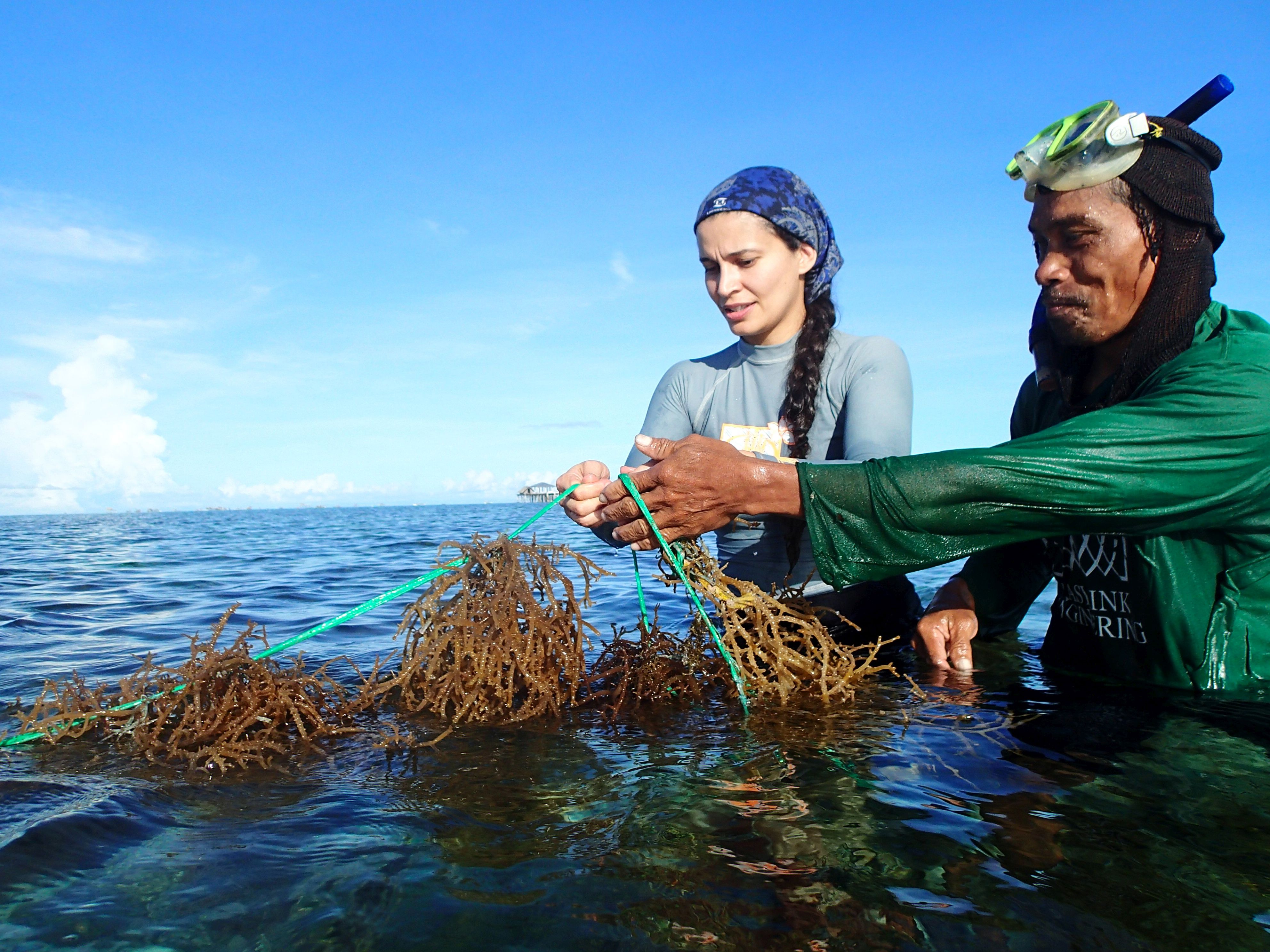 Scots scientists drive seaweed safeguards