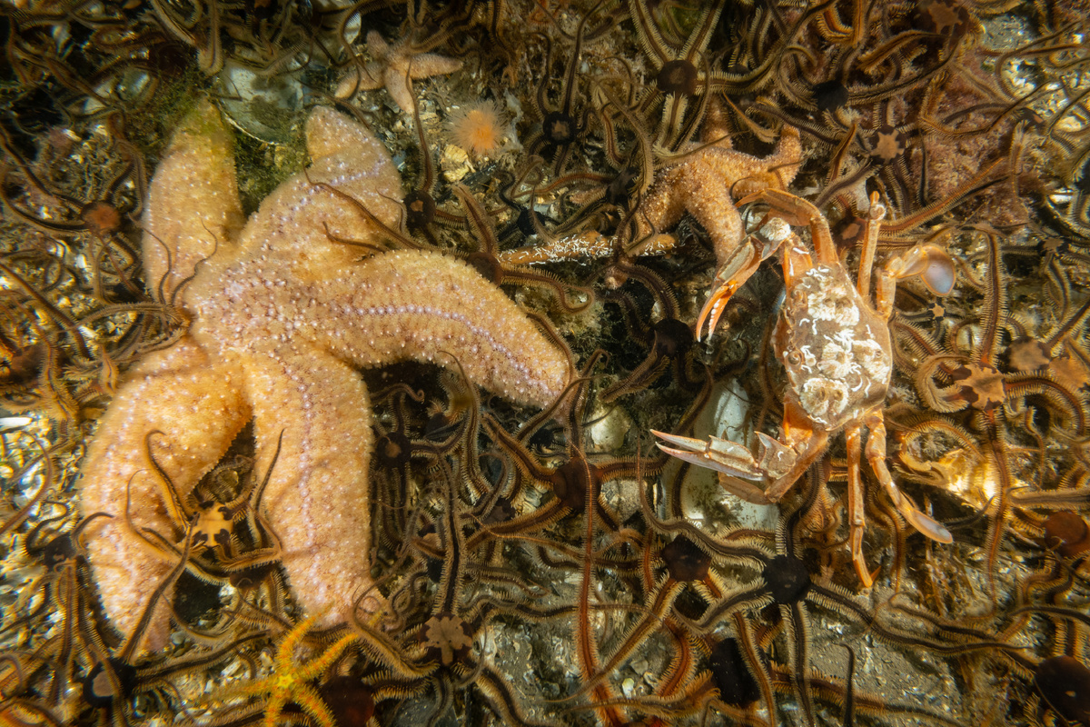 SeabedlifeAdobeStock548304991j