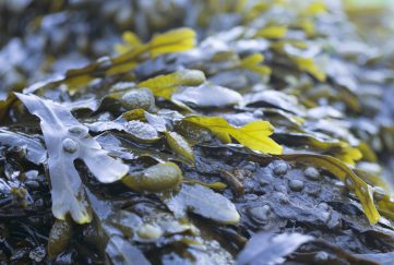 Oban hosts seaweed summit