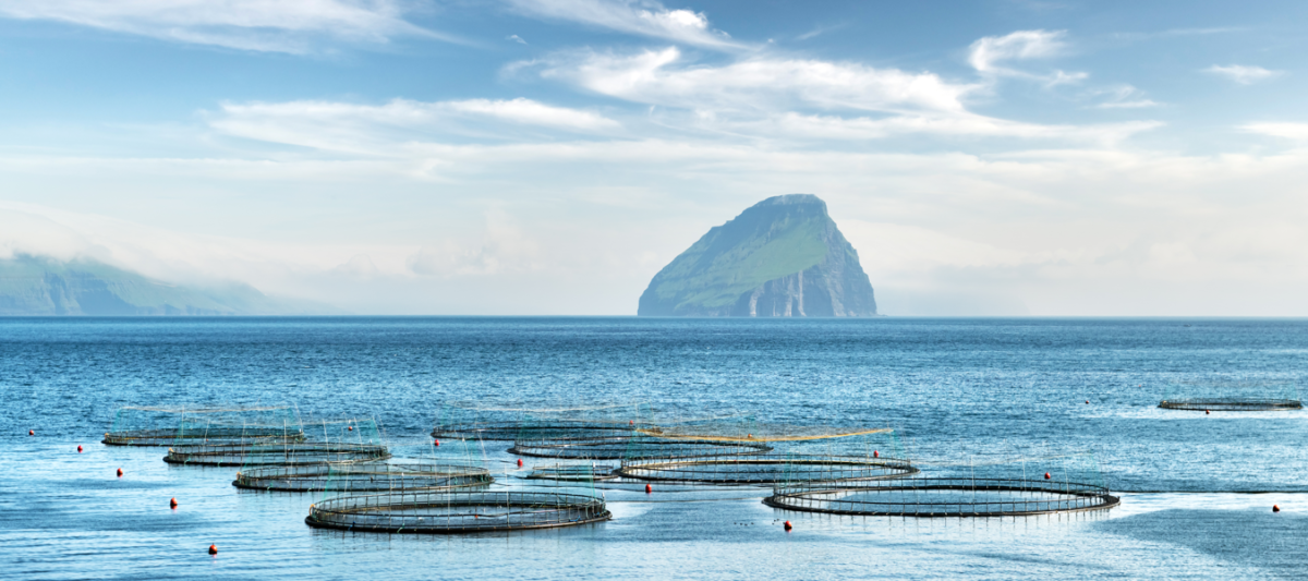 Fjords, the Faroes and flying fish