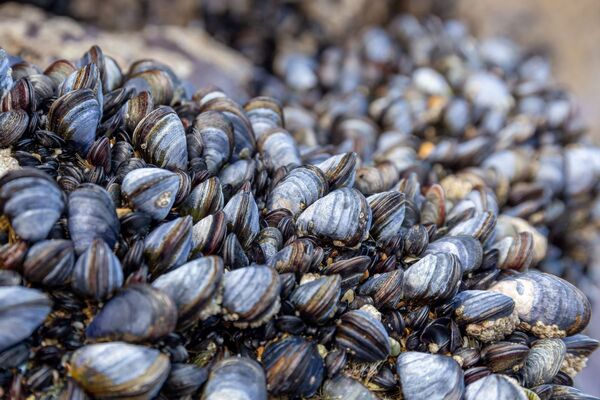 Scotland breaks record for mussel production while oyster output declines