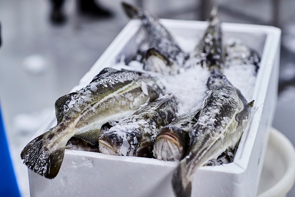 A load of cods?