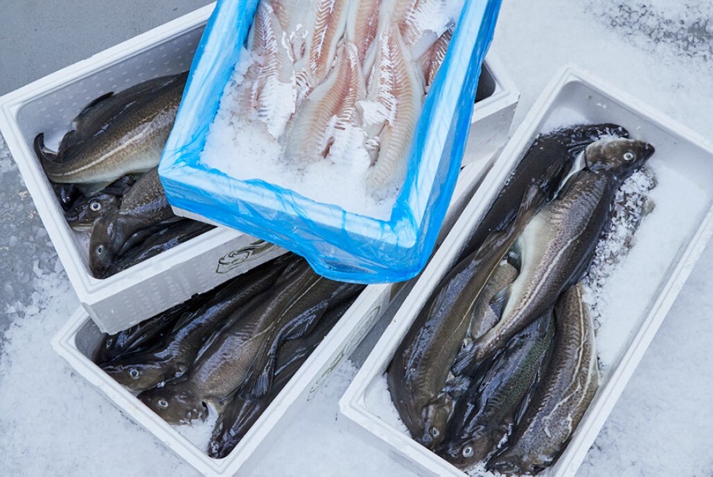 Norcod reports solid all round start to 2026
