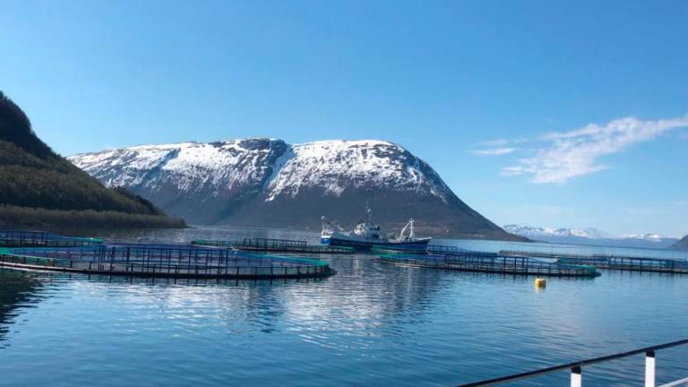 Algae outbreak costing Norway billions of kroner