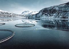 Millions of salmon moved in rescue bid