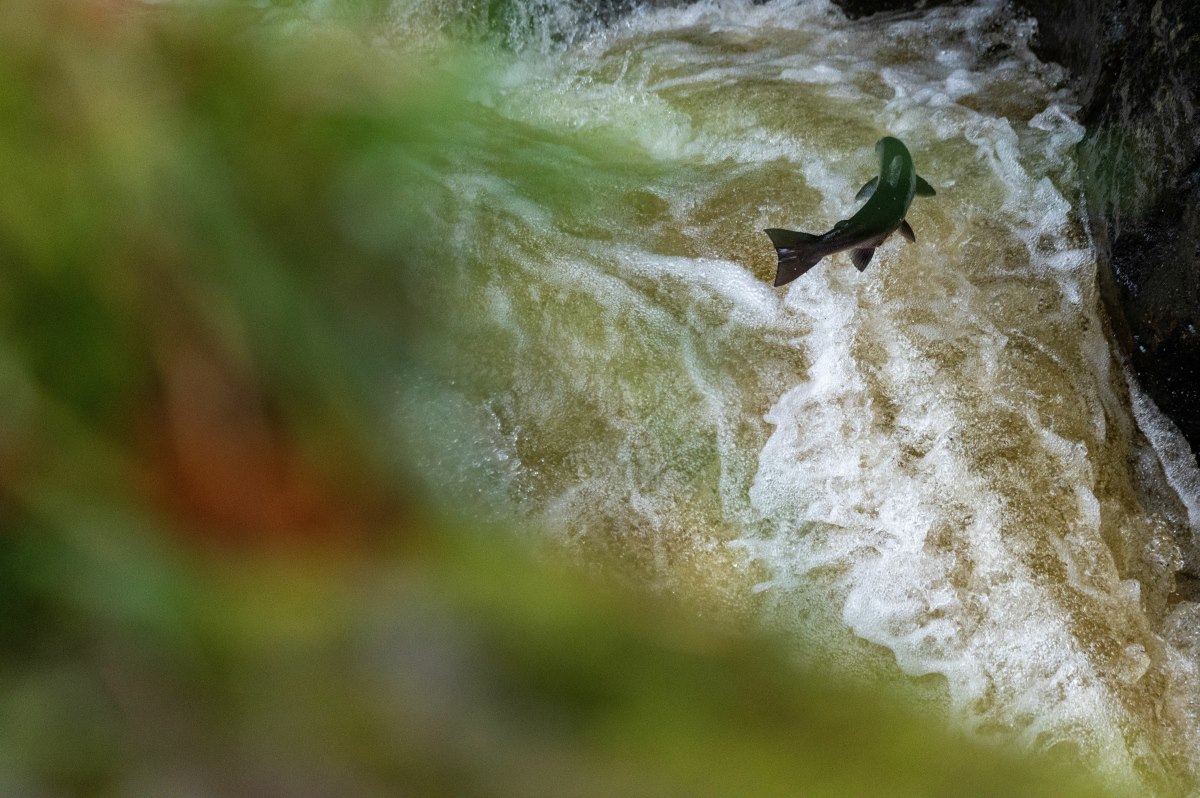 Fish farms are part of the solution
