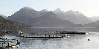 Salmon farms ‘highly regulated’