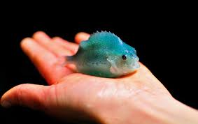 Lumpfish farmer plans £1m expansion