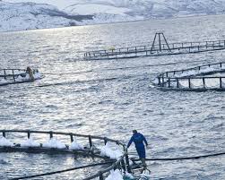 Norway Royal Salmon share deal paves way for Iceland tie-up