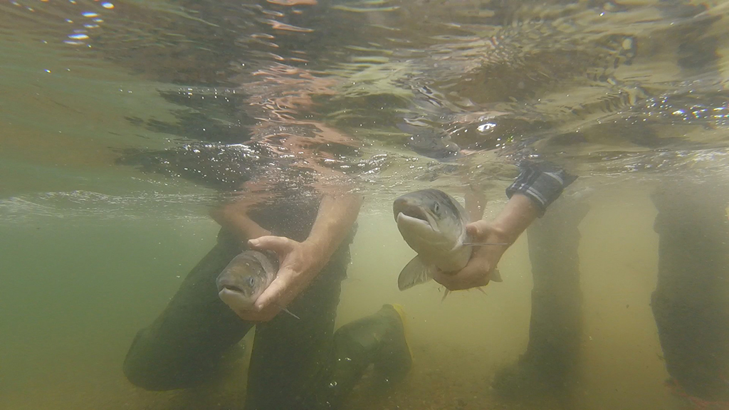 Electronic tags for Moray Firth salmon as key project launches