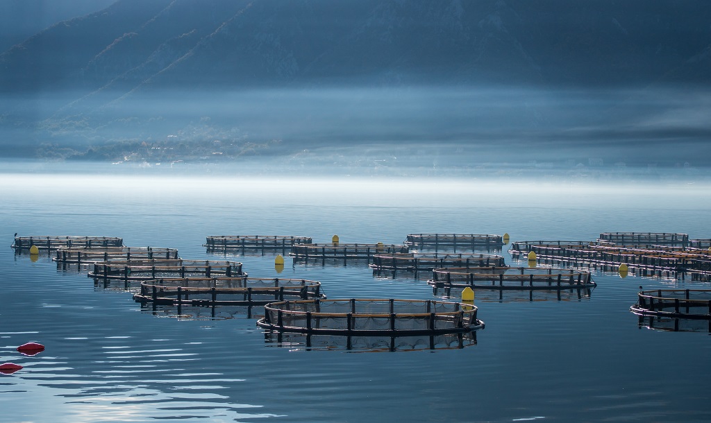 Salmon producers say emergency inspections are in place