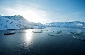 Norway spells out algae loss recompense